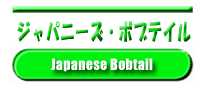 �W���p�j�[�Y�{�u�e�C��