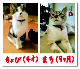 Mini 君