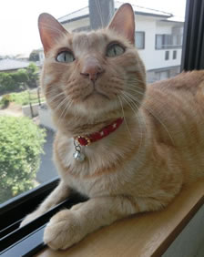 ライト君