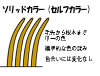 ソリッドカラー