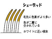 シェーデッド