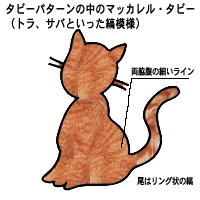 マッカレルタビー