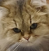 ȂȂ