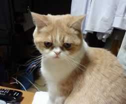 }