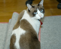 みんなでつくる猫の大図鑑 スノーシュー 猫用品専門店のゴロにゃん みんなでつくる猫の大図鑑 スノーシュー 猫用品専門店のゴロにゃん