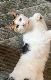 ߂
