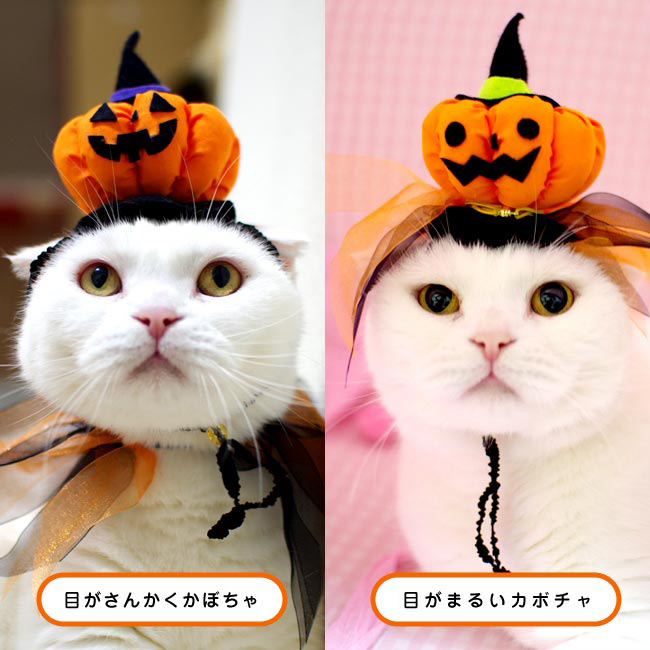 ハロウィン(オレンジ②)わんちゃん猫ちゃん用首輪 （ゴロにゃん