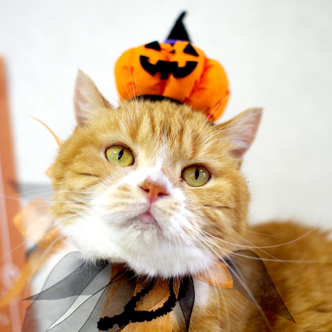 SɂIWiԂ Jack O' Lantern (WbNEI[E^)