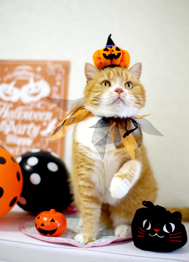 SɂIWiԂ Jack O' Lantern (WbNEI[E^)
