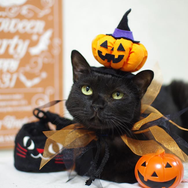 SɂIWiԂ Jack O' Lantern (WbNEI[E^)