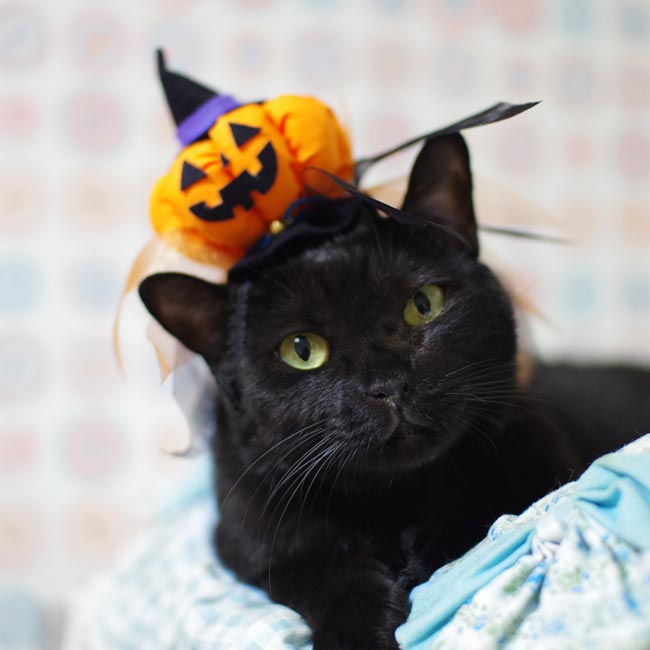 SɂIWiԂ Jack O' Lantern (WbNEI[E^)