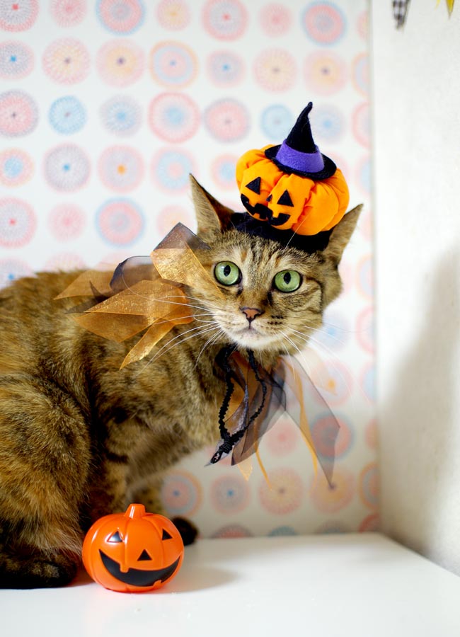 SɂIWiԂ Jack O' Lantern (WbNEI[E^)