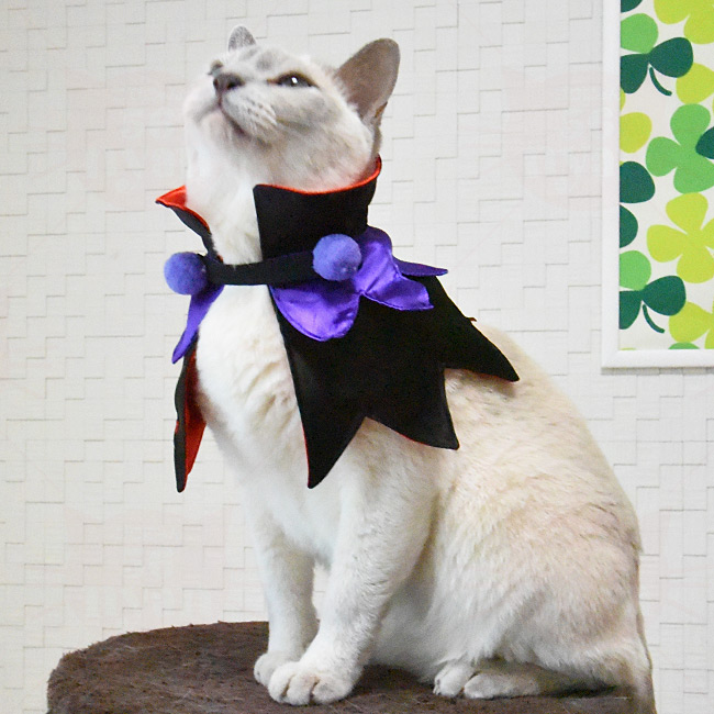 パープル(②)、わんちゃん猫ちゃん用襟付き首輪