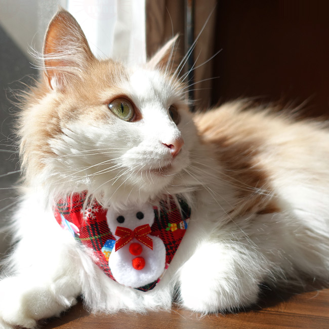 SɂIWi NX}Xu[X^C Ⴞ