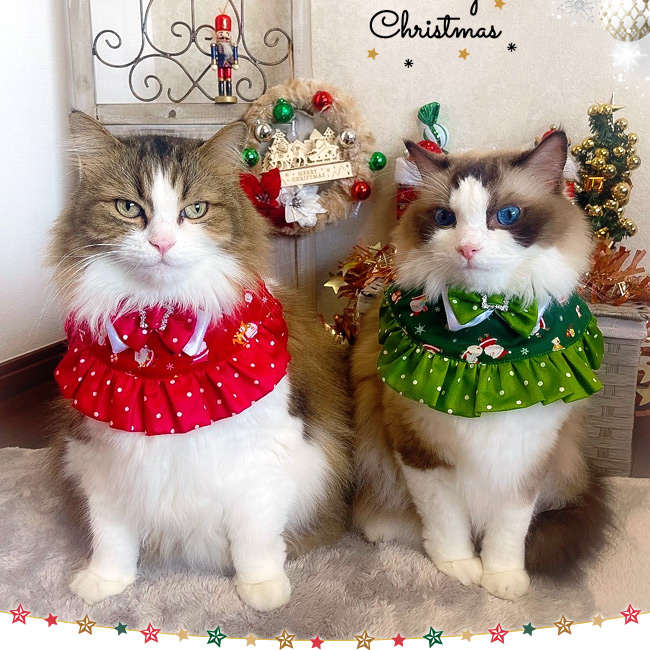 SɂIWiL ^b`R[f NX}Xӂӂt