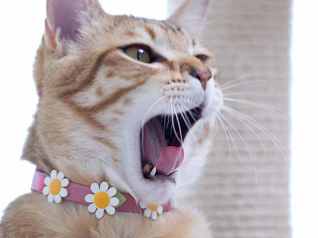 おしゃれ猫首輪 外猫ちゃんもお洒落アイテム～柔らかフェイクレザー