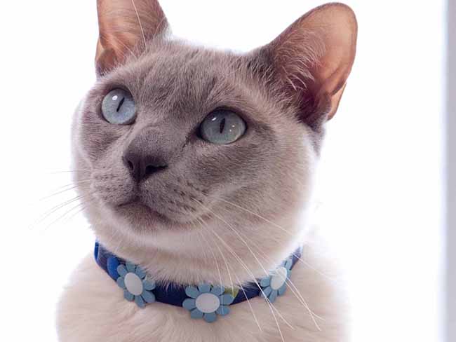 おしゃれ猫首輪 外猫ちゃんもお洒落アイテム～柔らかフェイクレザー