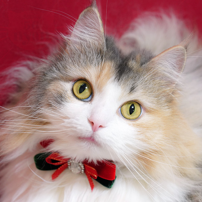 NX}X؃xxbgL NX^rW[