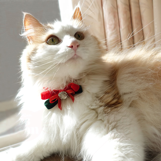 NX}X؃xxbgL NX^rW[