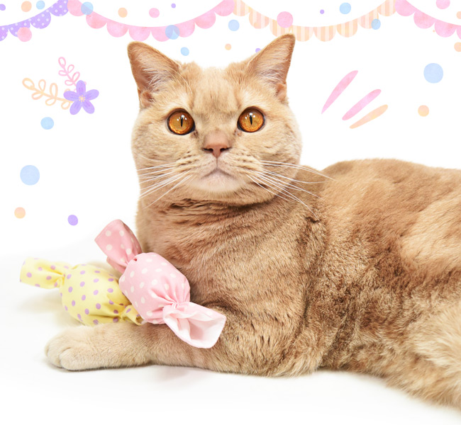 �S���ɂ��I���W�i�� �L�p�������� �~�j�L�����f�B 2�Z�b�g