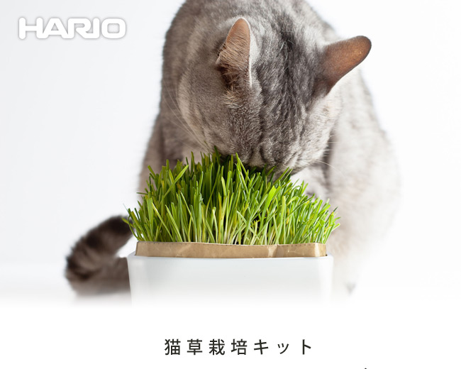 HARIO ɂxW
