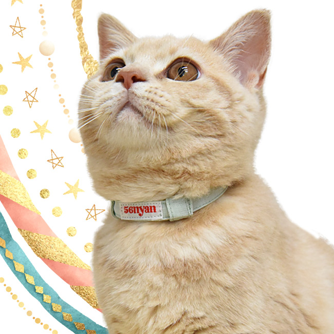 子猫の首輪 はじめて首輪を着ける子猫用首輪商品一覧 | 猫用品専門店の