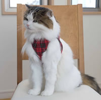 �S���ɂ��E�n�[�l�X�y�����o�蒆�z�`�̂ɗD�����t�B�b�g�A��������T�|�[�g�I�_�u���u���b�N�^�C�v