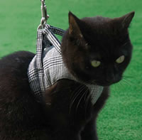 �S���ɂ��E�n�[�l�X�y�����o�蒆�z�`�̂ɗD�����t�B�b�g�A��������T�|�[�g�I�_�u���u���b�N�^�C�v