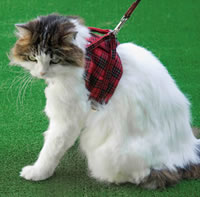 �S���ɂ��E�n�[�l�X�y�����o�蒆�z�`�̂ɗD�����t�B�b�g�A��������T�|�[�g�I�_�u���u���b�N�^�C�v