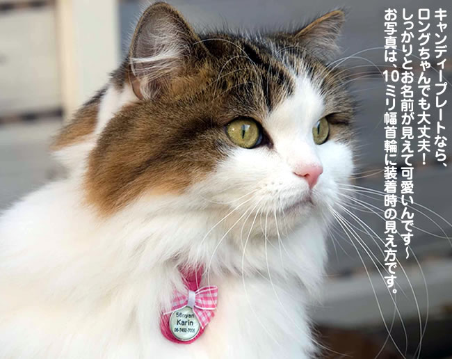 �L�����f�B�[�v���[�g