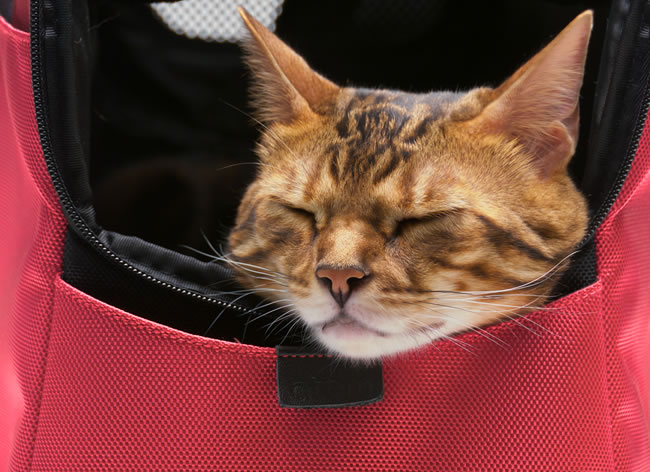 ���y���������zsleepypod atom�@�X���[�s�[�|�b�h�A�g���`��������`��A�������y�ʃ^�C�v�\�t�g�L�����[