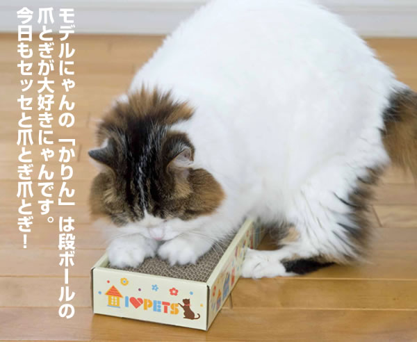 �L���b�g�X�N���b�`�p�b�N�`���ʎg����2�{�����I�L���b�g�j�b�v�p�E�_�[�t��