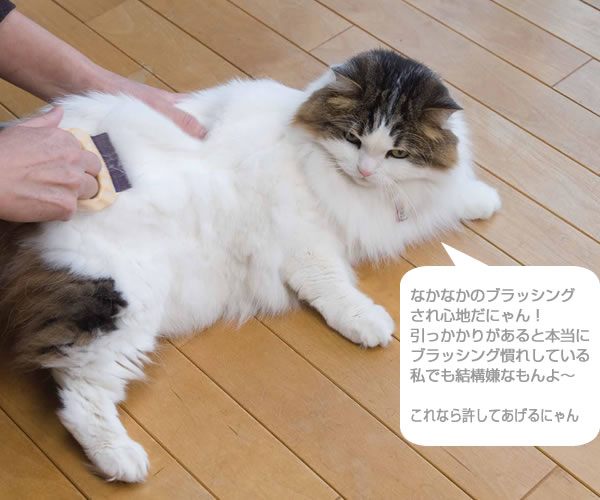 �s���R�[��