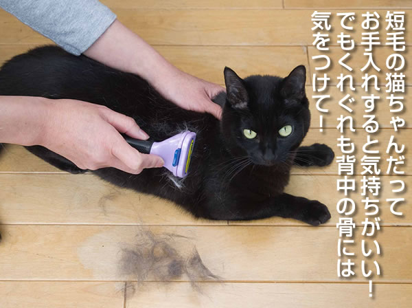 �t�@�[�~�l�[�^�[�������蔲���т������ł��܂��B���^�L