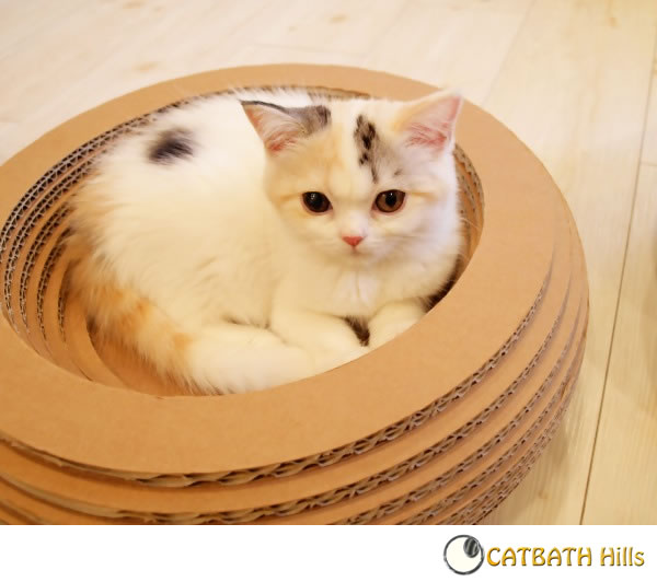 �L���b�g�{�E��303�l�`�h�[�i�c�^�C�v