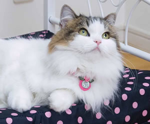 ���C�ɓ���x�b�h�`Pet favorite bed �y�b�g�t�F�C�o���b�g�x�b�h