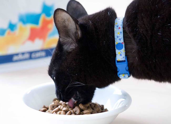 �A�����l�C�`���[�@�h���C�t�[�h�@�z���X�e�B�b�N�N���P�b�g�@�`�L�������C�X