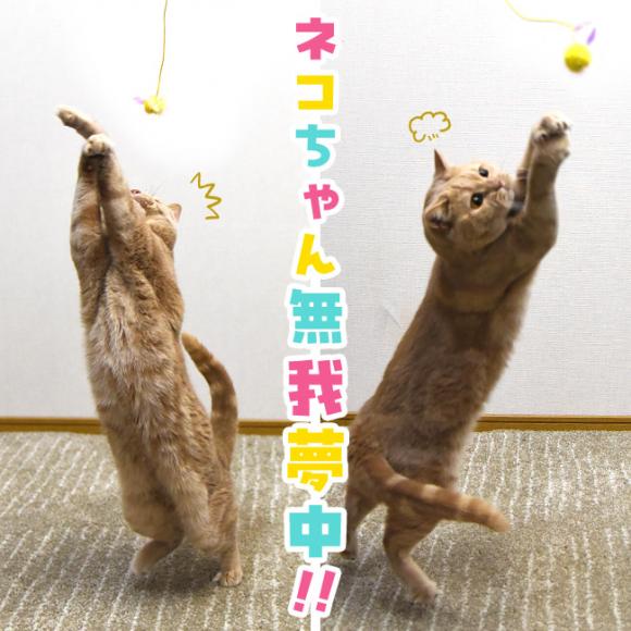 �~�j����炵 �Ƃɂ����y���������_ �p�^�p�^�t�F�A���[ (37583) �S���ɂ��I���W�i�� �L����炵 �L�p�������� �ނ�ƃ^�C�v