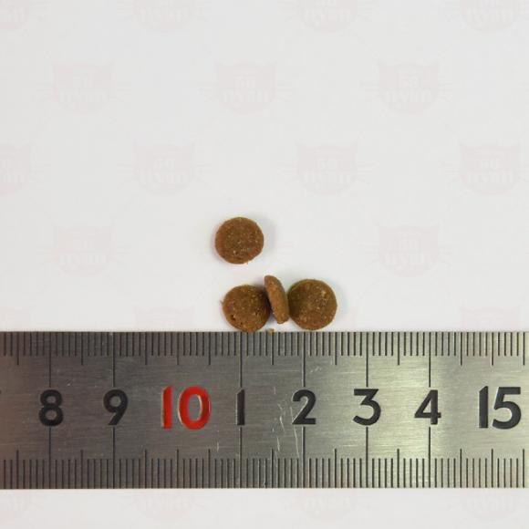 �A�f�B�N�V���� ���C���h�A�C�����Y �t�H���X�g�~�[�g���V�s �O���C���t���[ �������T���v�� 50g (12100) ADDICTION �S�N��L�p �����h�{�H �����s�g�p