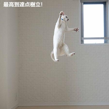 ダ バード 猫専門店ゴロにゃん 公式通販サイト 猫の首輪 猫用品 フード ダ バード 猫専門店ゴロにゃん 公式通販サイト 猫の首輪 猫用品 フード