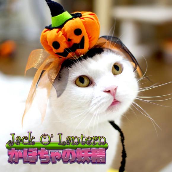 SɂIWi 2016 nEB Jack O' Lantern ڂ̗d