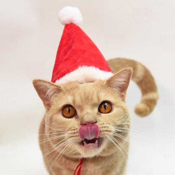 T^Xq (21476) Lp ybgp 蕨 RXv NX}X T^N[X Cxg