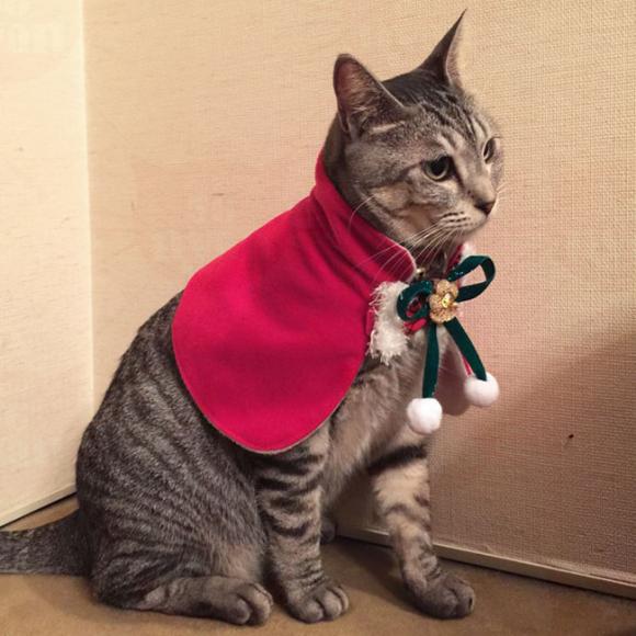 SɂIWi NX}X WFh 傱}g LpRXv